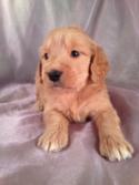 Female Goldendoodle Puppy for sale #16 Born April 10th, 2013|Goldendoodles Puppies by Professional Goldendoodle Breeders